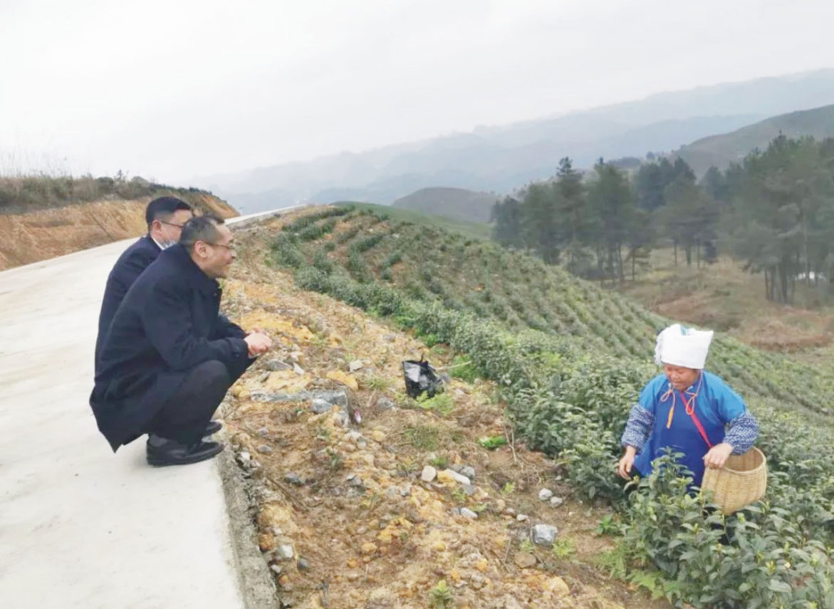 谭军一行到雅水白茶种植基地调研